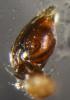 Micaria subopaca